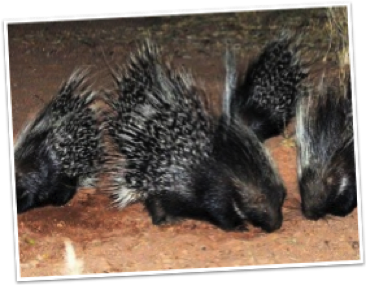 African Crested Porcupine Facts | Hedrick's 'Around The World In One  Display'