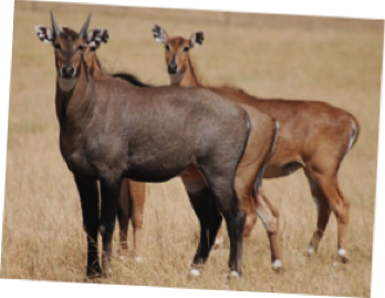 Nilgai Antelope | Hedrick's 'Around The World In One Display'