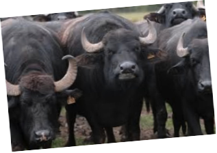 water buffalo herd