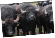 water buffalo herd