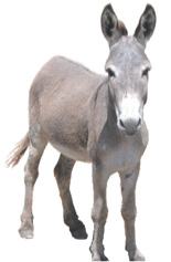 stage donkey